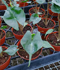 4" Alocasia Stingray